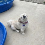 Un Pekalier assis sur une surface bétonnée et portant un collier autour du cou