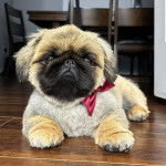 Un Pekalier allongé sur un plancher et portant un nœud autour du cou