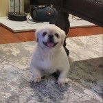 Un Pekalier assis sur un tapis et tirant la langue 