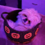 Un Pekalier allongé dans un panier et regardant vers la caméra 