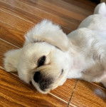 Un Pekalier allongé sur un plancher et semblant détendu 