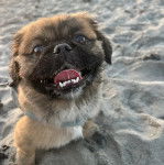 Un Pekalier assis sur un terrain sableux et tirant la langue 