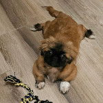 Un Pekalier allongé sur un plancher et regardant vers la caméra 