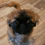 Un Pekalier assis sur un plancher et regardant vers la caméra 