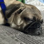 Un Pekalier allongé et portant un collier autour du cou