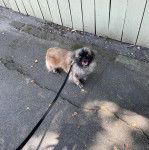 Un Pekalier sur une surface bétonnée et qui est tenu en laisse