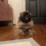 Un Pekalier allongé sur un plancher et portant un collier autour du cou