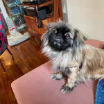 Un Pekalier assis sur un canapé 