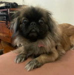 Un Pekalier allongé et semblant détendu 