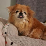 Un Pekalier allongé dans un panier et tirantla langue 