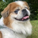 Un Pekalier sur une surface herbacée et tirant la langue 