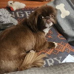 Un Pekalier allongé sur un tapis et regardant vers la caméra