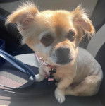 Un Pekalier assis sur le siège d'une voiture et qui est tenu en laisse 