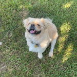 Un Pekalier assis sur un terrain herbeux et portant un collier autour du cou