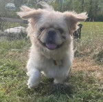 Un Pekalier marchant sur une surface herbacée tirant la langue et portant un collier autour du cou 