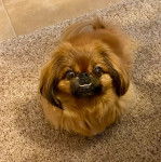 Un Pekalier sur une moquette et regardant vers la caméra 