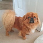 Un Pekalier sur une moquette 