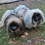 Deux Pekalier sur une surface herbacée et regardant tous les deux la caméra 