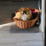 Un Pekalier assis dans un panier 