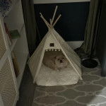 Un Pekalier allongé dans une tente 