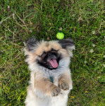 Un Pekalier allongé sur le dos sur une surface herbacée et ayant la langue pendante 