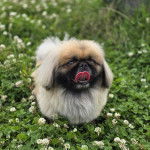 Un Pekalier sur une surface herbacée et tirant la langue 