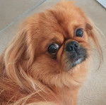 Un Pekalier regardant vers la caméra 