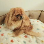 Un Pekalier allongé dans un panier et semblant détendu 