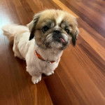 Un Pekalier assis sur un plancher et portant un collier autour du cou