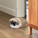 Un Pekalier allongé sur un plancher et semblant détendu