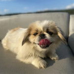 Un Pekalier allongé sur un canapé et ayant la gueule légèrement ouverte 