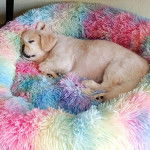 Un Pekalier allongé dans un panier et semblant dormir 