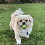 Un Pekalier marchant sur un terrain herbeux ayant une balle dans sa gueule et portant un collier autour du cou
