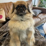 Un Pekalier assis et semblant détendu 