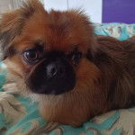 Un Pekalier allongé sur un lit