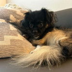 Un Pekalier allongé sur un canapé et regardant vers la caméra 