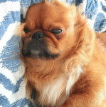 Un Pekalier allongé et semblant détendu 