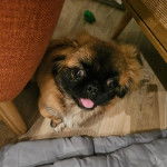 Un Pekalier sur un plancher et tirant la langue 