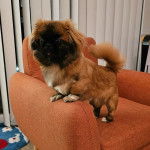 Un Pekalier sur un canapé et regardant vers la caméra 