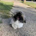 Un Pekalier sur une surface bétonnée tirant la langue et qui est tenu en laisse 