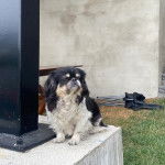 Un Pekalier assis sur une surface bétonnée 