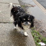 Un Pekalier marchant sur un trottoir et regardant vers la caméra 