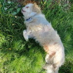 Un Pekalier sur une surface herbacée et portant un collier autour du cou