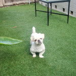 Un Pekalier sur du gazon synthétique 