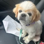 Un Pekalier assis sur le siège d'une voiture et qui est tenu en laisse 