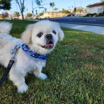 Un Pekalier sur un terrain herbeux et qui est tenu en laisse 