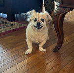 Un Pekalier sur un plancher et ayant la gueule légèrement ouverte 