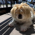 Un Pekalier allongé sur une surface bétonnée 