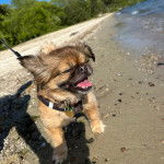 Un Pekalier sur une surface sableuse et qui est tenu en laisse 