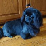 Un Pekalier allongé sur un plancher et semblant détendu 